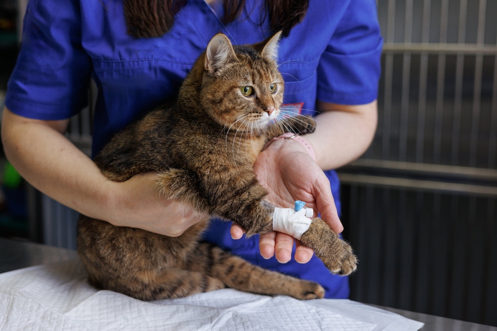 Fluid Delivery Systems for Dogs and Cats: IV and SQ Hydration Guide