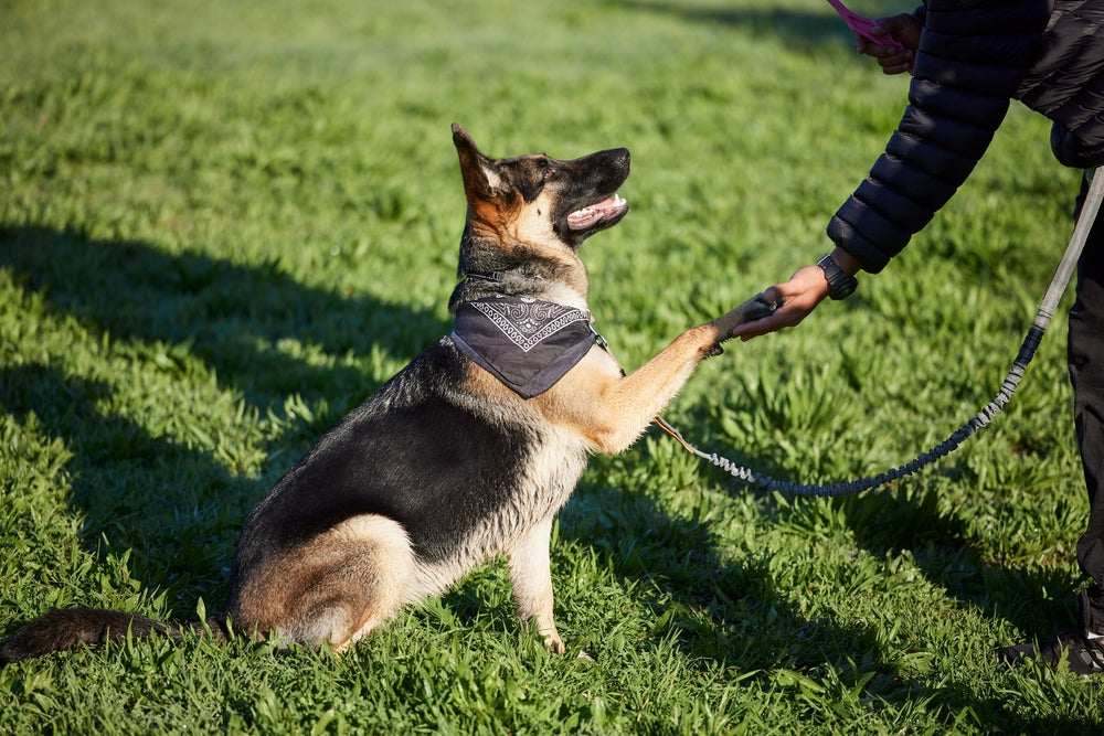 Treatment Options for Pituitary Cushing’s Syndrome in Dogs