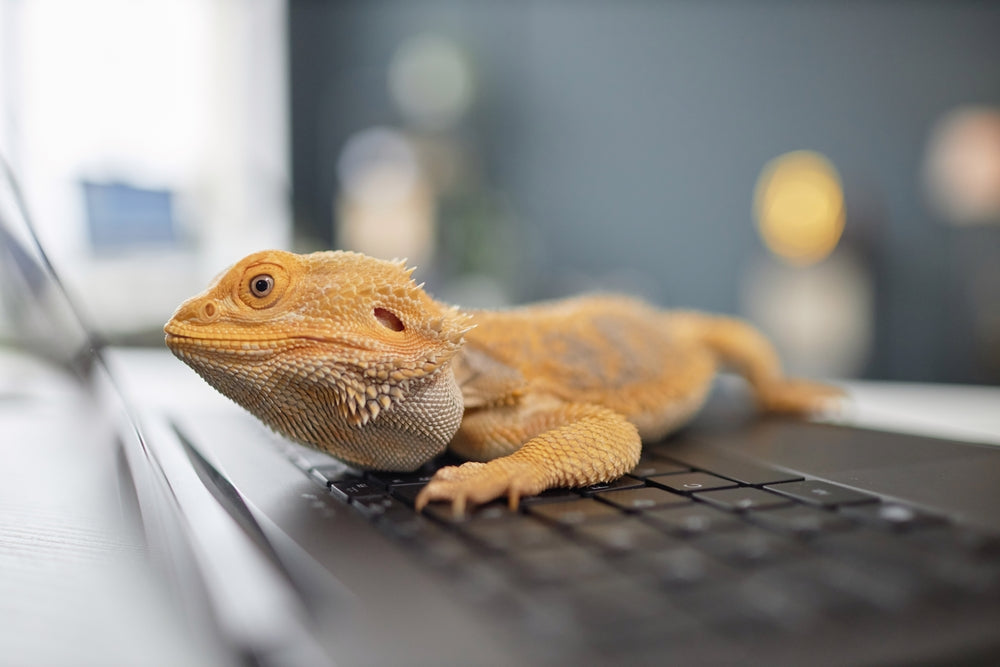 Why Is My Reptile Aggressive? Causes, Warning Signs and Safe Handling