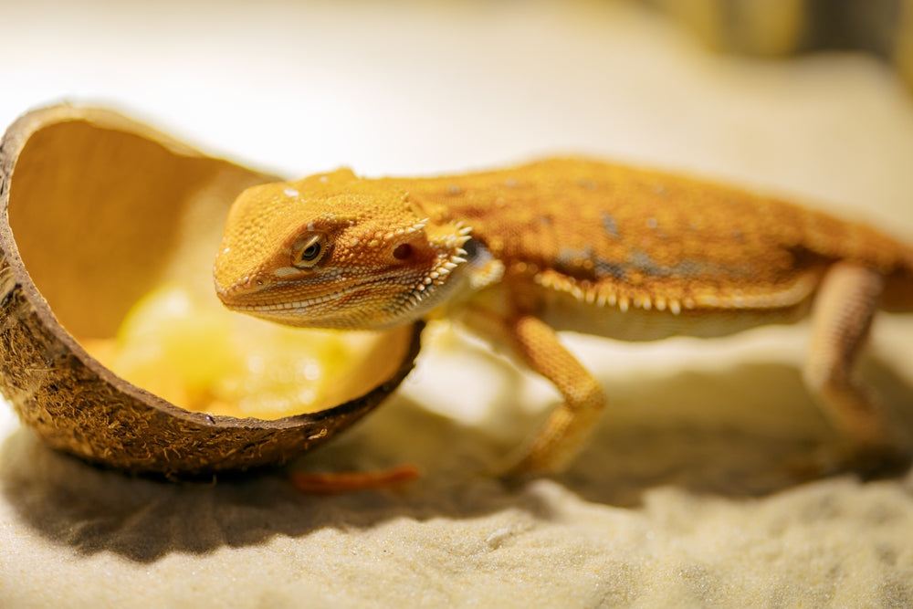 Adenovirus in Reptiles: A Vet’s 2025 Guide to Diagnosis, Management & Prevention 🦎🧬 | Dr Duncan Houston BVSc