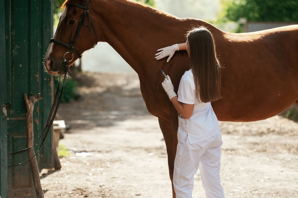 West Nile Virus in Horses: Symptoms, Vaccine Schedule and Prevention