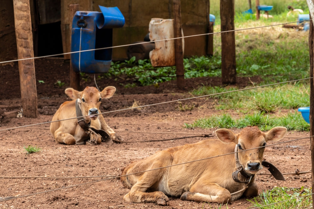 How to Detect Sick Feedlot Calves Earlier