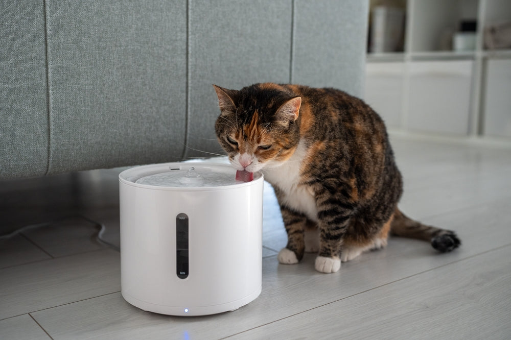 How to Assess Hydration in Dogs and Cats: Physical Exam + Fluid Calculations