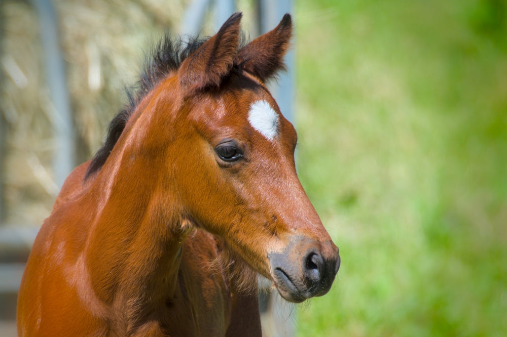 Are Glass Marbles Safe for Suppressing Estrus in Mares?