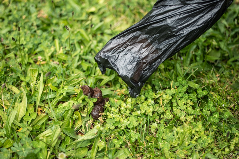 Are Compostable Dog Poo Bags Eco-Friendly If You Don’t Compost Them?