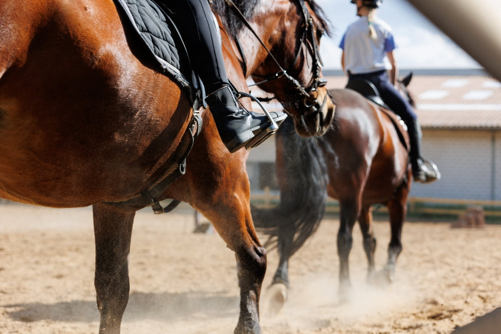 Positive Reinforcement Training for Horses: How It Works and How to Start