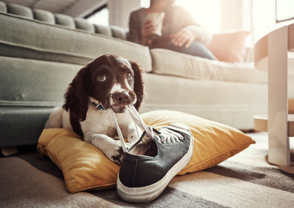 How to Stop Destructive Chewing in Puppies and Dogs