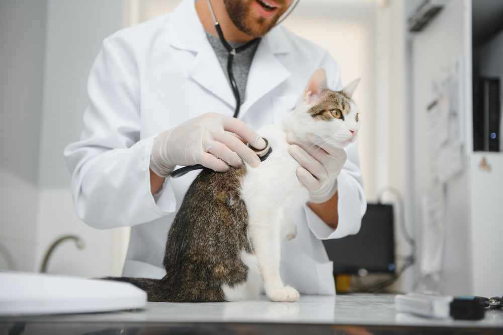 Bexagliflozin (Bexacat) for Cats