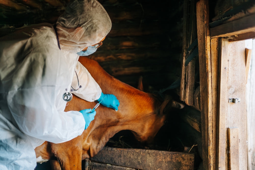 Bleeding in the Lungs of Endurance Horses