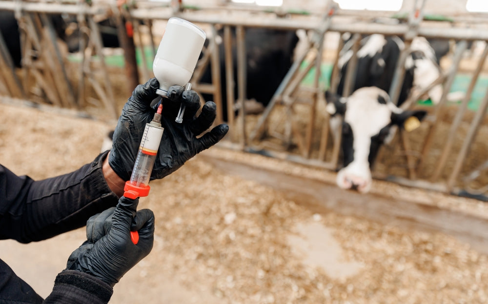 Pinkeye Vaccines in Cattle
