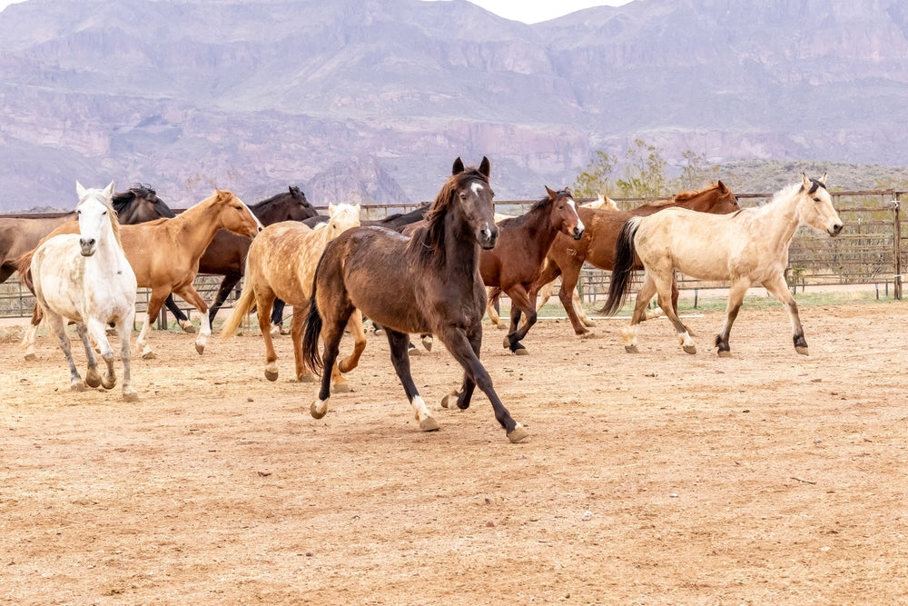 Equioxx vs Previcox in Horses