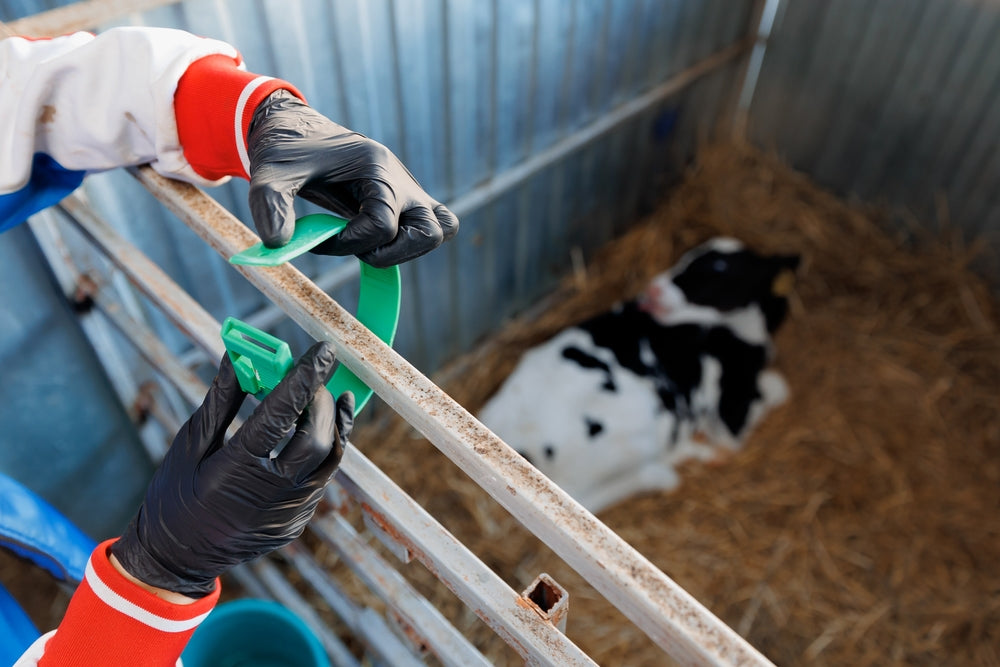 How to Save a Sick Calf