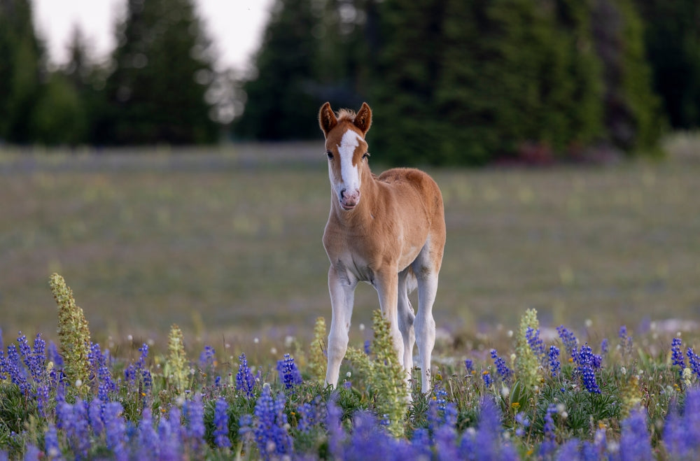 Rhodococcus equi in Foals: Signs, Treatment, and Prevention