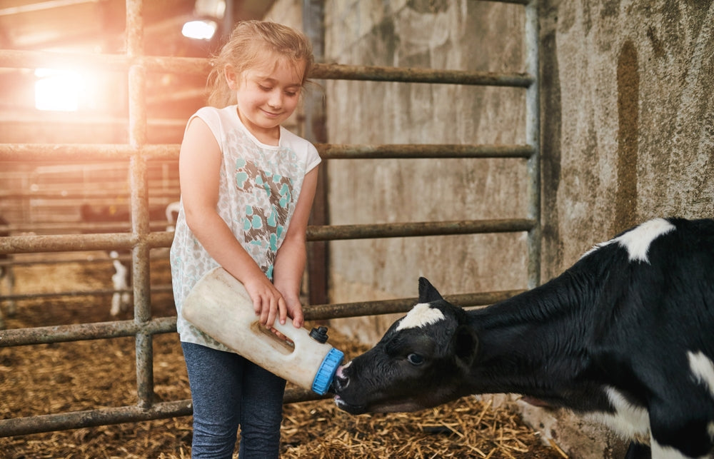 How to Use an Esophageal Feeder in Calves Safely