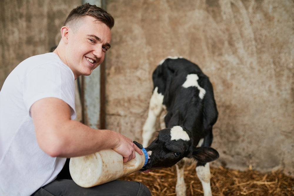 How to Prepare for Fall Calving Season
