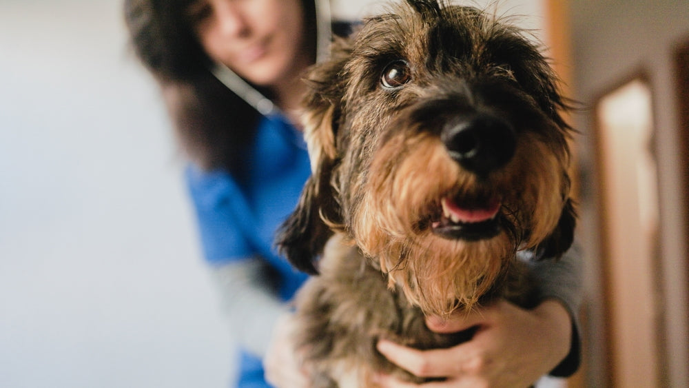 Why Some Puppies Need a Vet Behaviorist