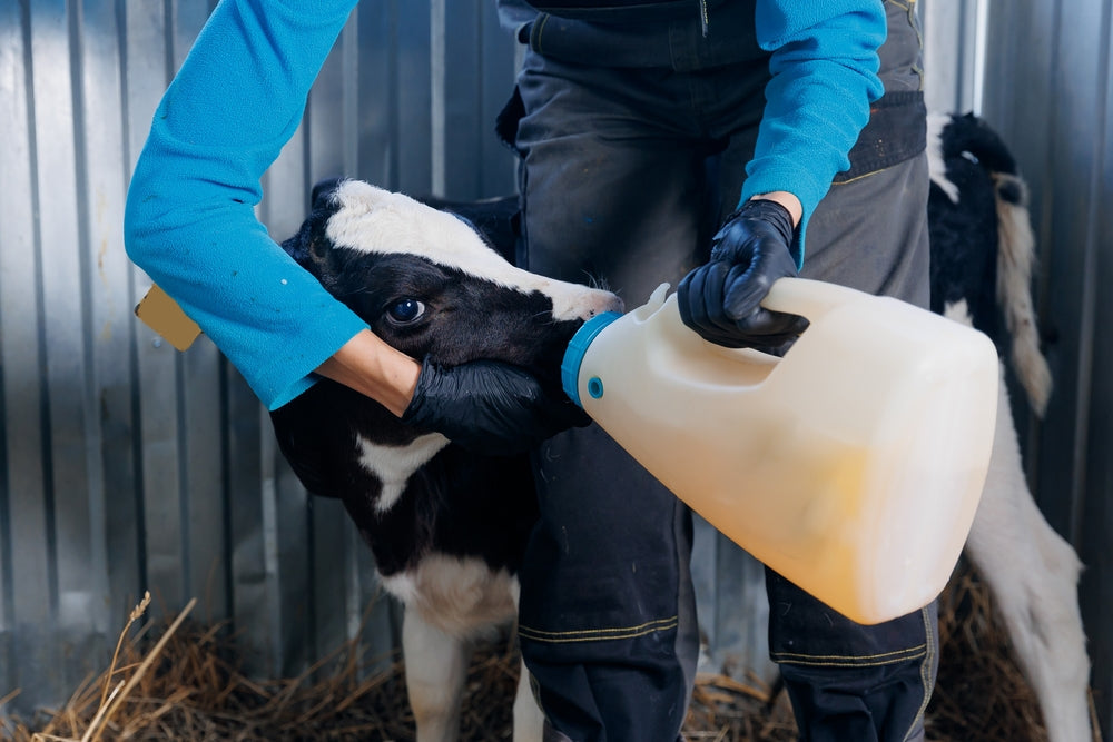 Dehydrated Calves