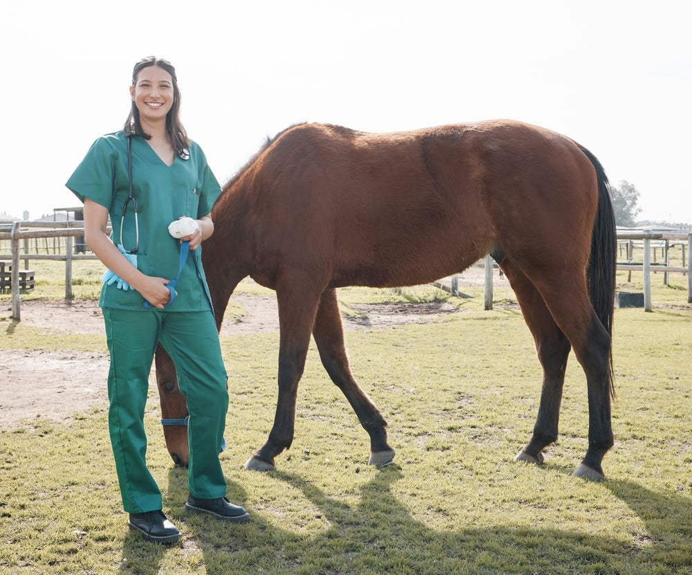 Pythiosis in Horses: Signs, Diagnosis and Treatment