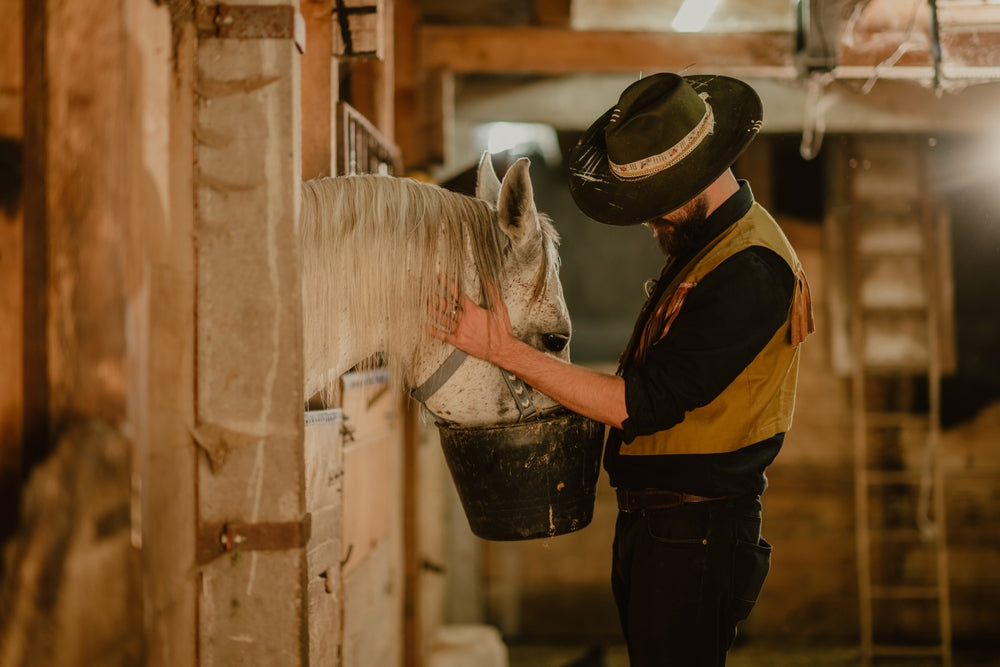 Capsule Endoscopy in Horses: Can a Camera Pill Help Diagnose Gut Problems?