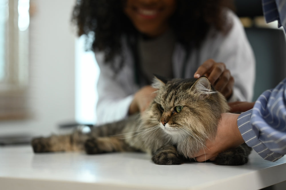 Butorphanol for Dogs and Cats