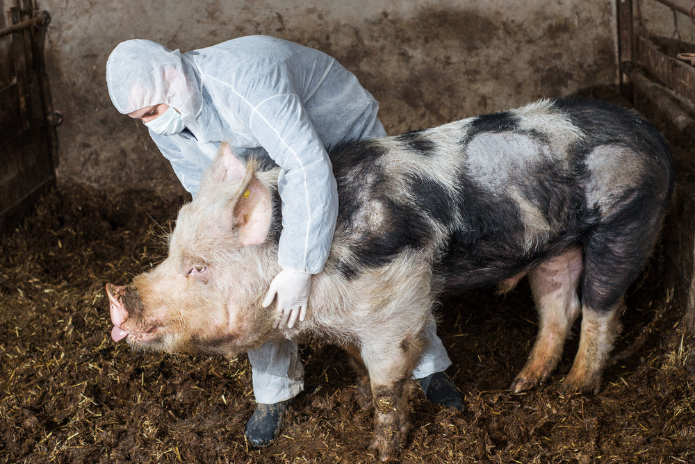 PEDV in Pigs