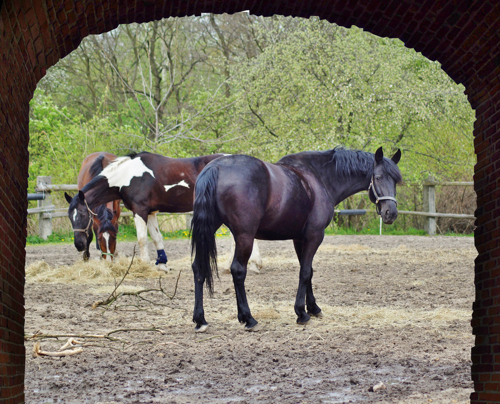Insulin Response in Older Horses: Why Healthy Seniors Can Still Be at Risk