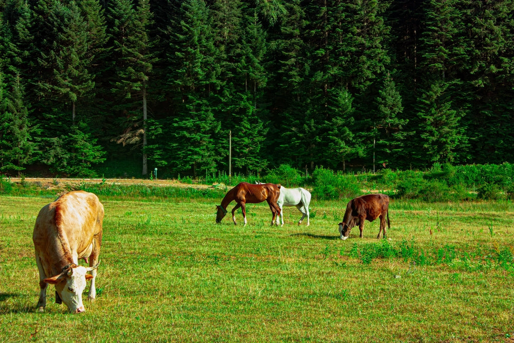 Vesicular Stomatitis in Horses and Cattle: Symptoms, Treatment and Quarantine