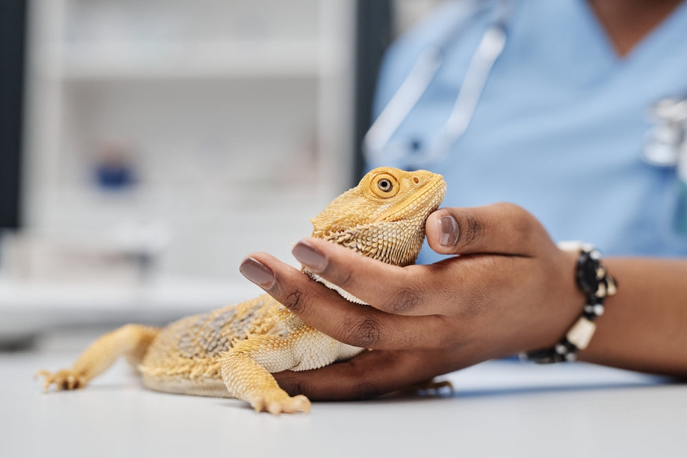 Nutritional Secondary Hyperparathyroidism in Reptiles: Vet Diagnosis, Treatment & Prevention Guide 2025 🦎🦴