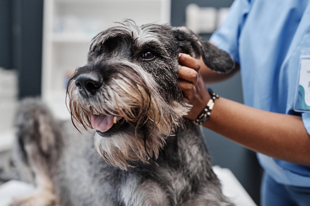 Chlorambucil for Dogs and Cats