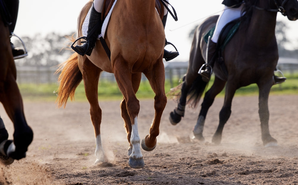 Exercise, Sweat and Electrolyte Loss in Horses