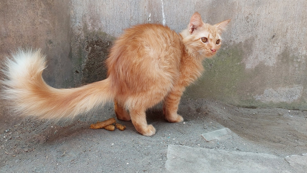 Why Is My Cat Pooping Outside the Litter Box?