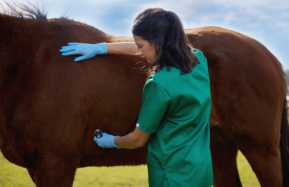 What To Do First If Your Horse Has Colic