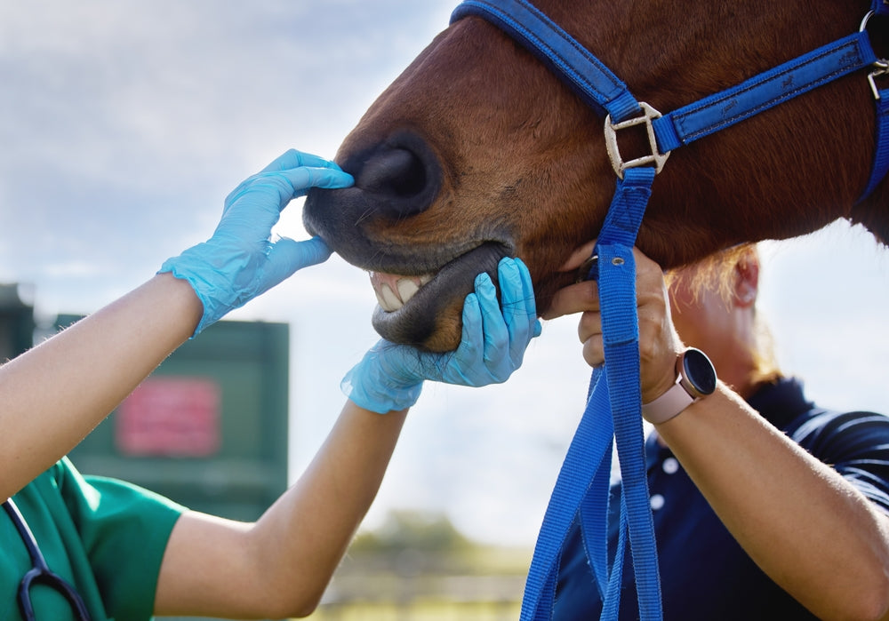 Should You Get a Pre-Purchase Exam Before Buying a Horse?