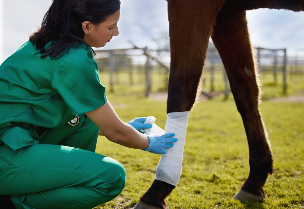 Tendon Injury Rehabilitation in Horses: Recovery Timeline and Return to Work