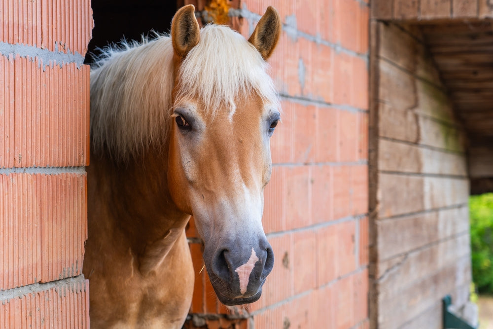 Omeprazole for Horses