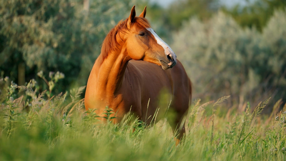 Thyroid Supplements for Horses: When They Help and When They Are Risky