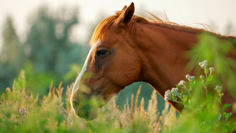 EPM in Horses: Symptoms, Testing and Treatment