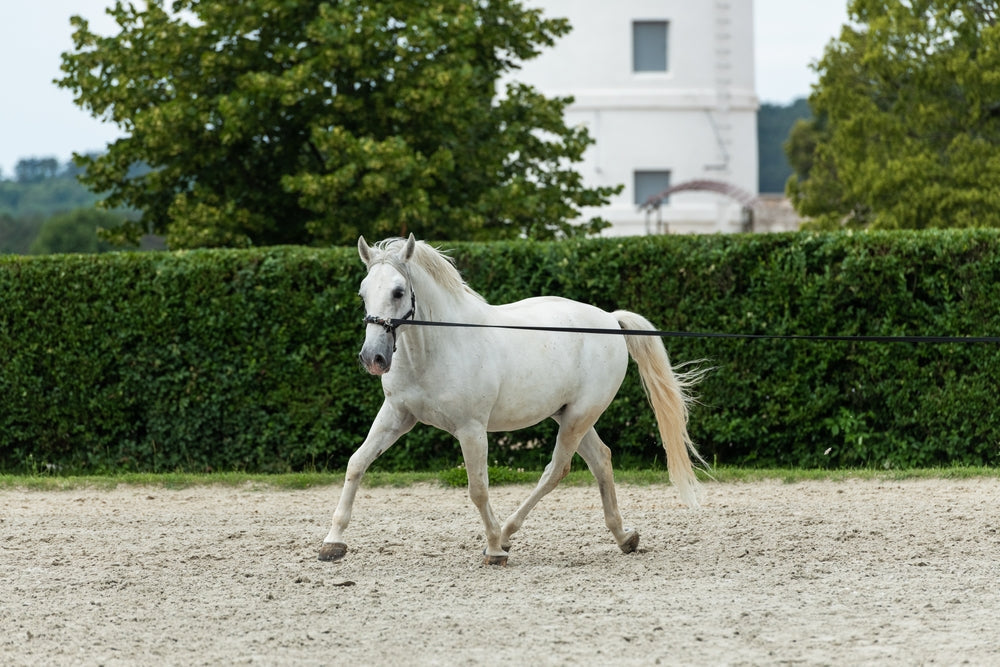 Adequan vs Polyglycan for Horses: What Is the Difference?
