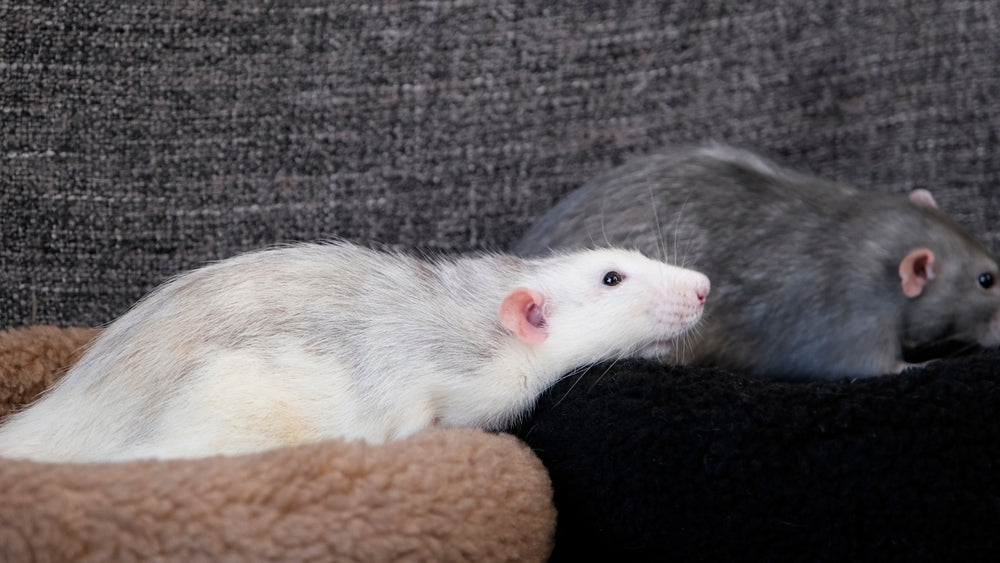 Rat Care