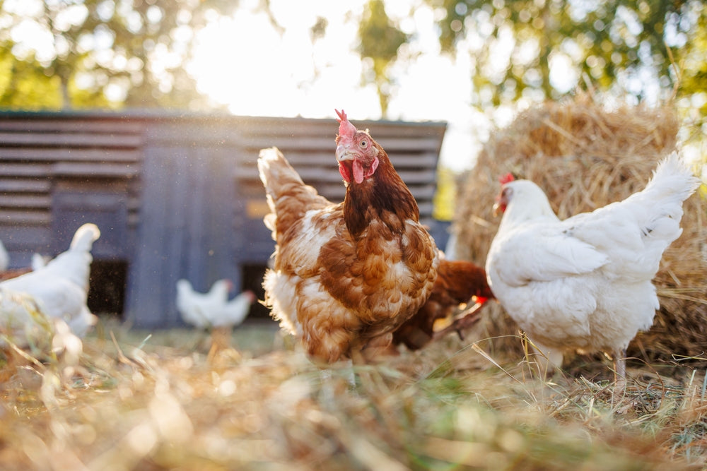 DNA Vaccines in Chickens