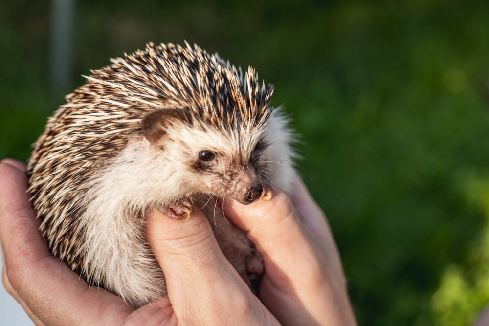 Hedgehog Care