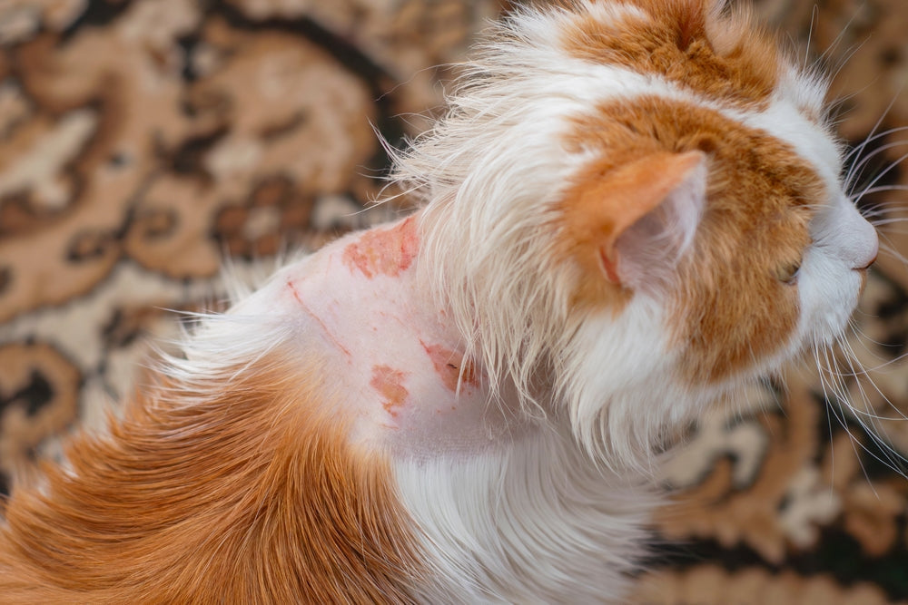 Natural Ways to Care for Your Pet’s Sensitive Skin 🌿🐶🐱✨