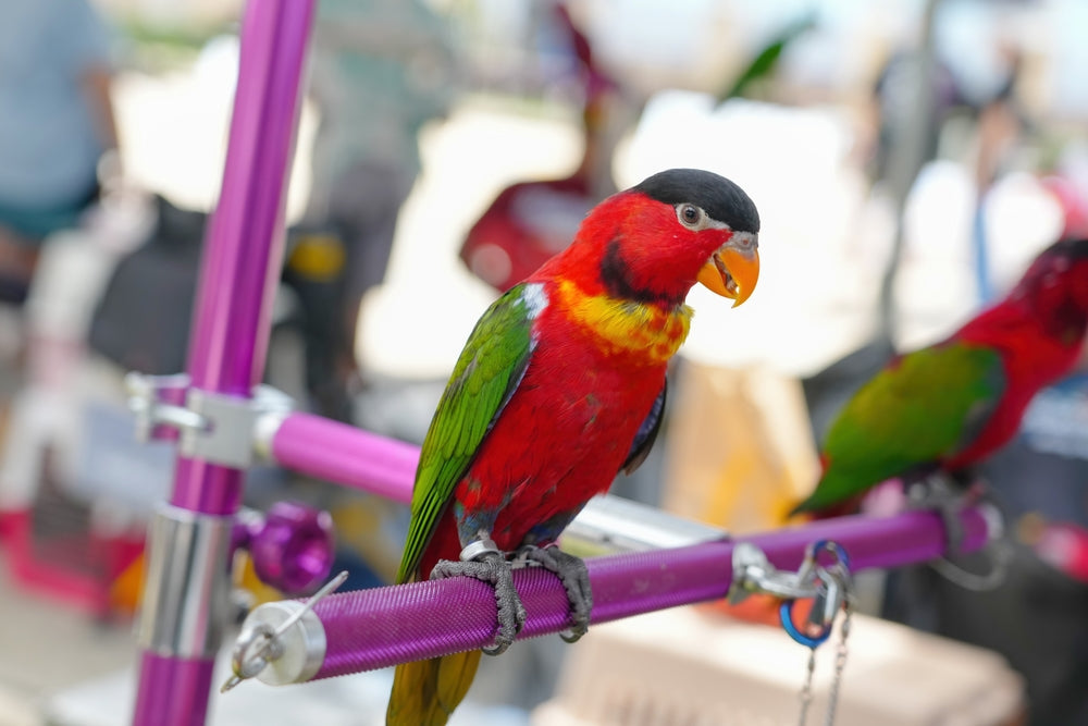 Parrot Talk Explained: Why Parrots Mimic Human Speech