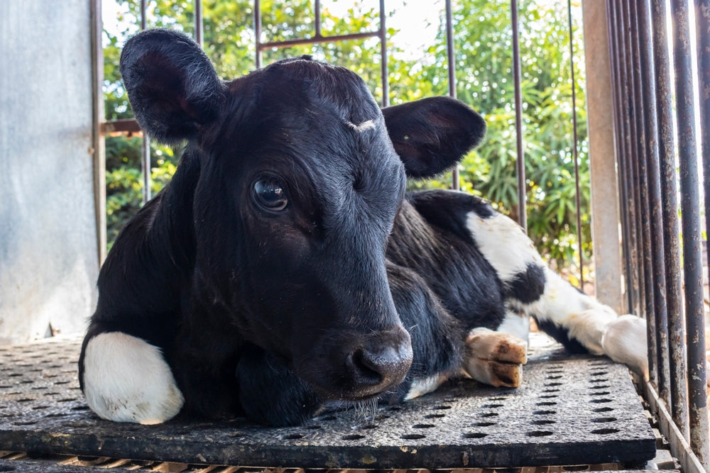 Heat Stress and Pneumonia in Calves