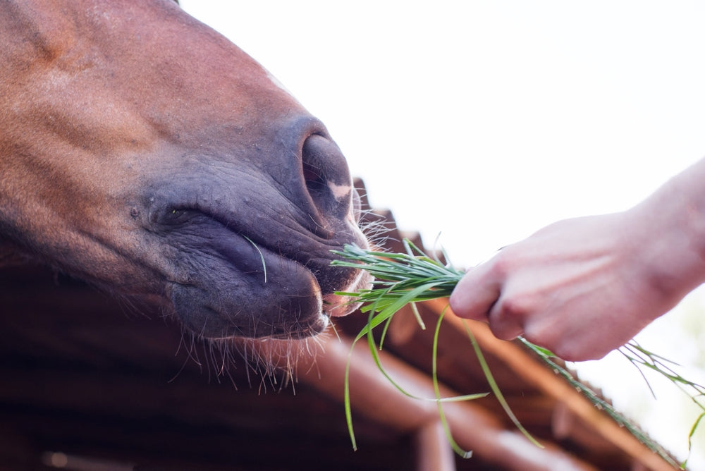 Feeding Senior Horses Safely: Vet-Recommended Nutrition for 2025 🐴🦷🥣