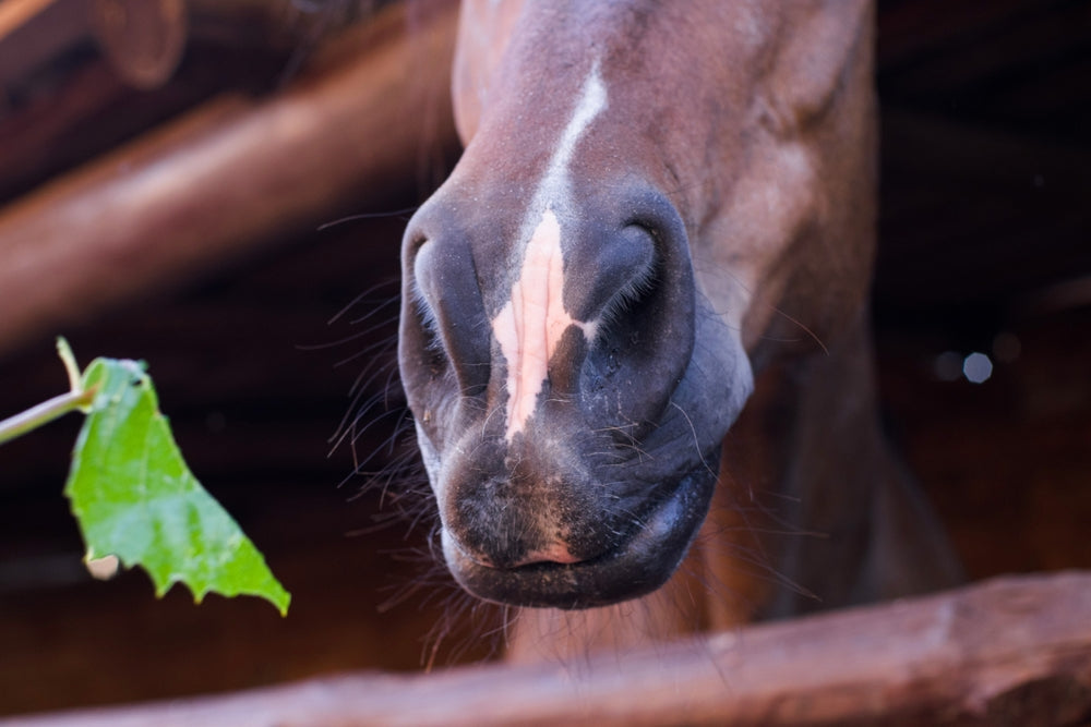 Oral Joint Supplements in Senior Horses: What Vets Recommend in 2025