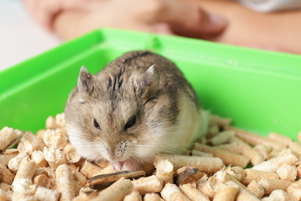 Hamster Care