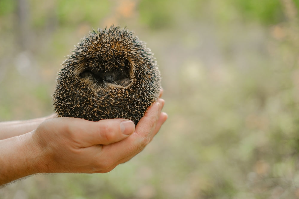 Common Diseases of Hedgehogs: Vet Guide to Health, Prevention & Care in 2025 🦔🩺