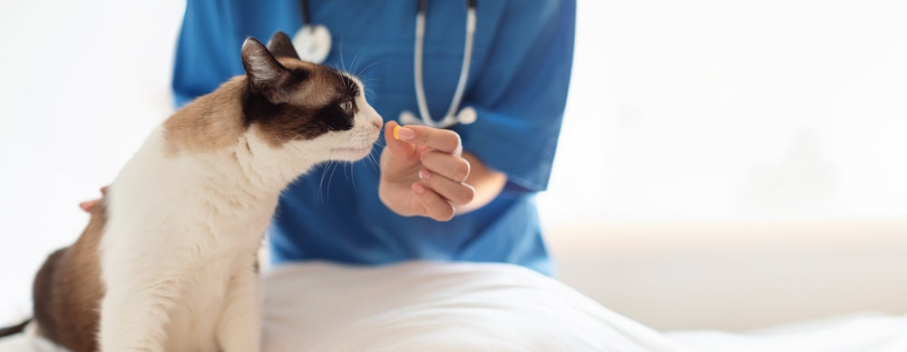 Vet-Approved Guide: Pet Supplements at Different Life Stages 🐶🐱🌿