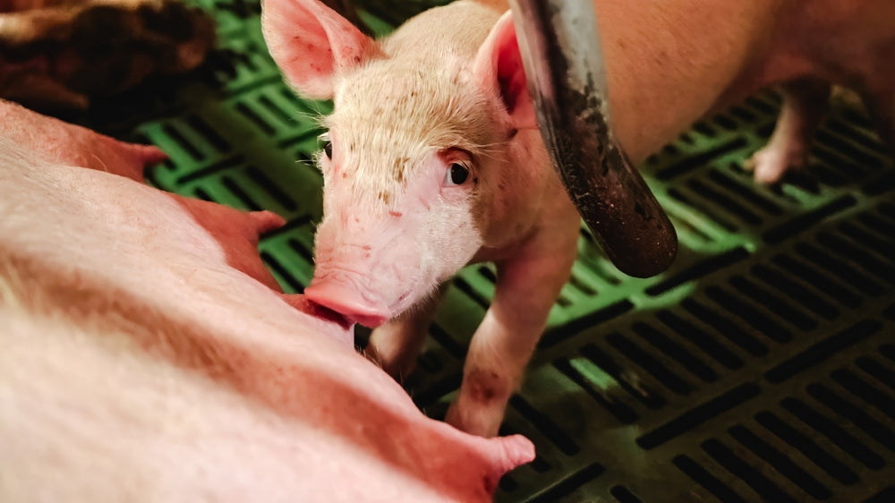 Pot-Bellied Pig Care